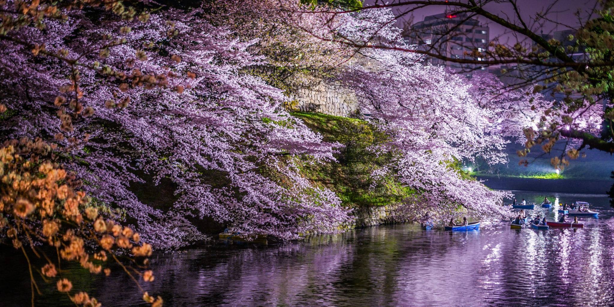Top 11 Cherry Blossoms Spots in Tokyo Tokyo Trip Guide