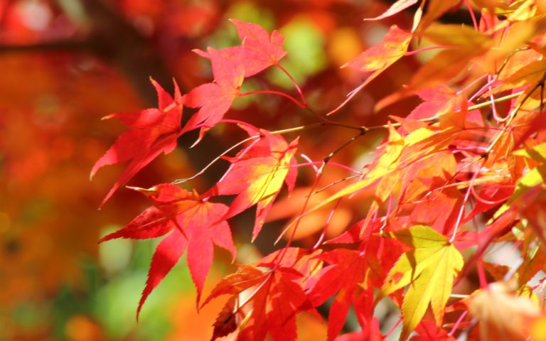 Top 11 Beautiful Autumn Leaves Spots in Tokyo
