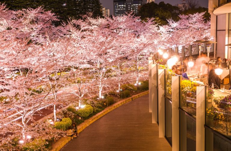 Top 11 Cherry Blossoms Spots in Tokyo