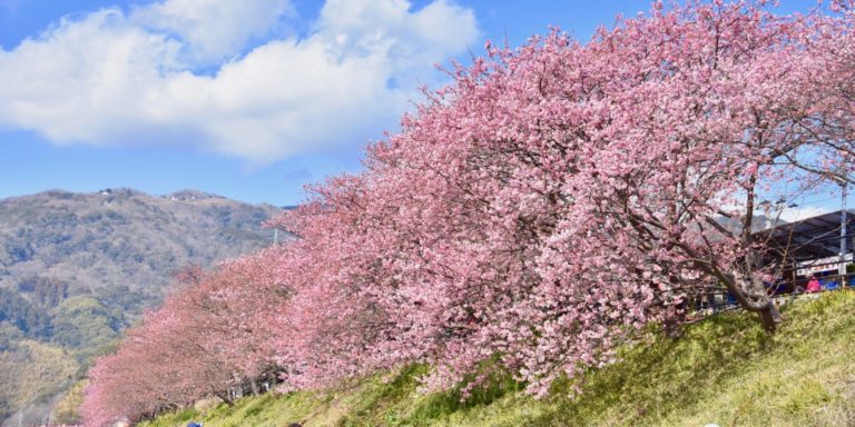 Early Cherry blossom, Kawazu Zakura Festivals in Shizuoka